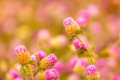 Flower of Gomphrena globosa, also known as globe amaranth, is a tropical annual plant that is native to Central America, widely seen in China.